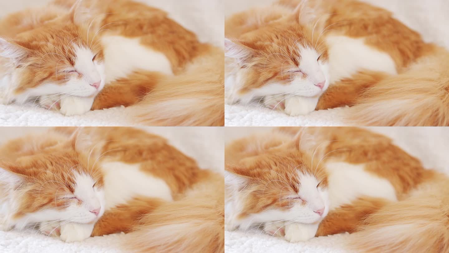 猫在沙发上睡得很香。一只熟睡的猫的脸部特写