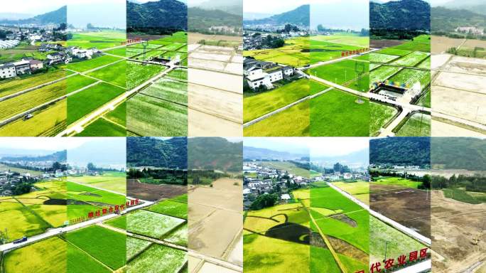 现代农业稻田耕种水稻生长种植丰收