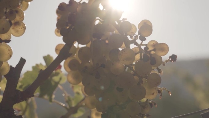纳帕谷酒庄，霞多丽和长相思在日落葡萄束