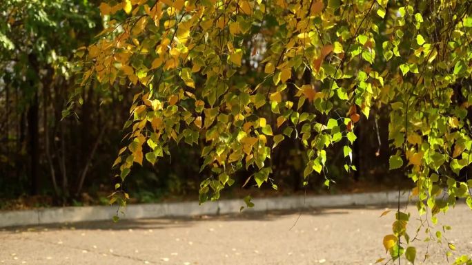 五彩缤纷的秋叶。美丽的白桦树，在秋天的森林里有黄色的叶子。金色的树叶飘落。公园里的金秋树。高品质的4