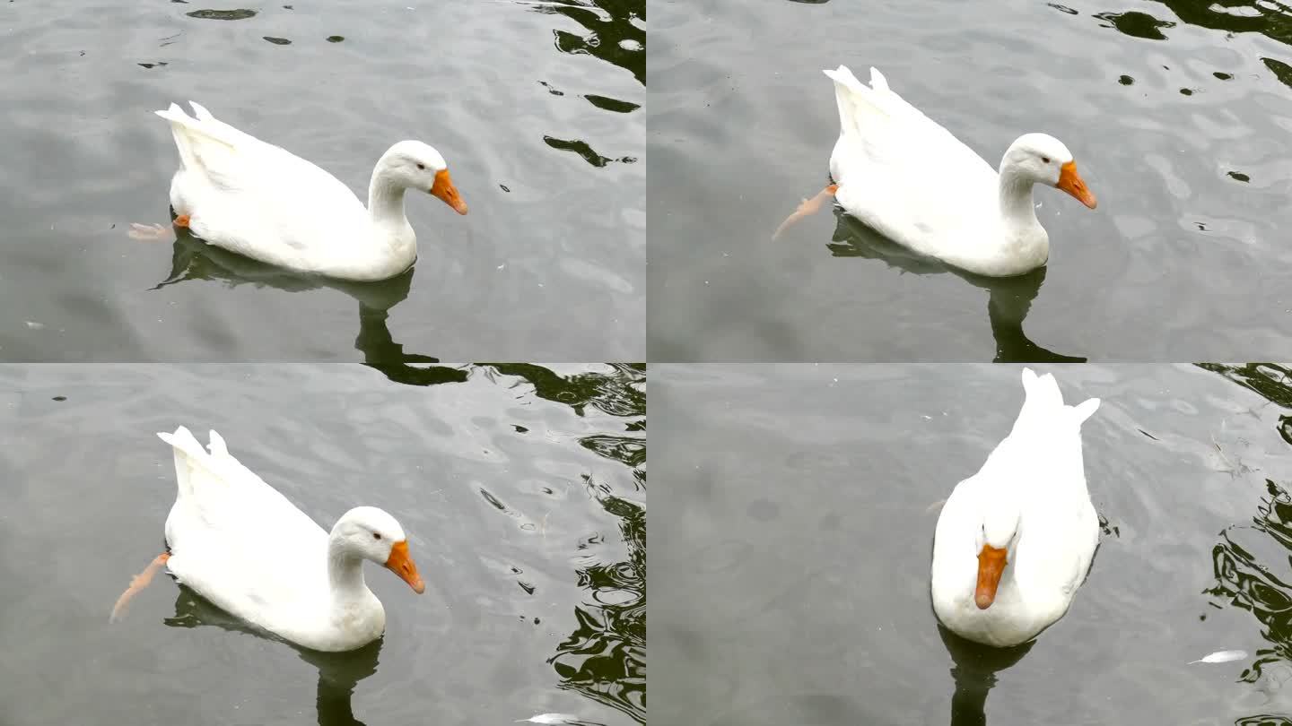 鸭子在池塘里游泳特写4K分辨率白鸭