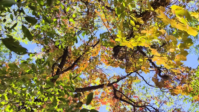 微风中的秋叶色彩缤纷