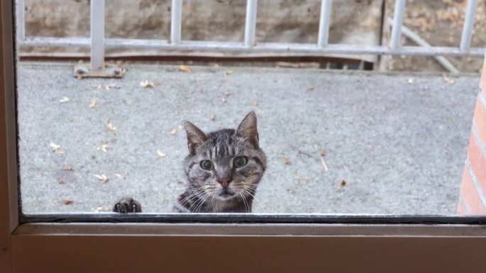 无家可归的老猫请求让它进屋，可怜地喵喵叫着。