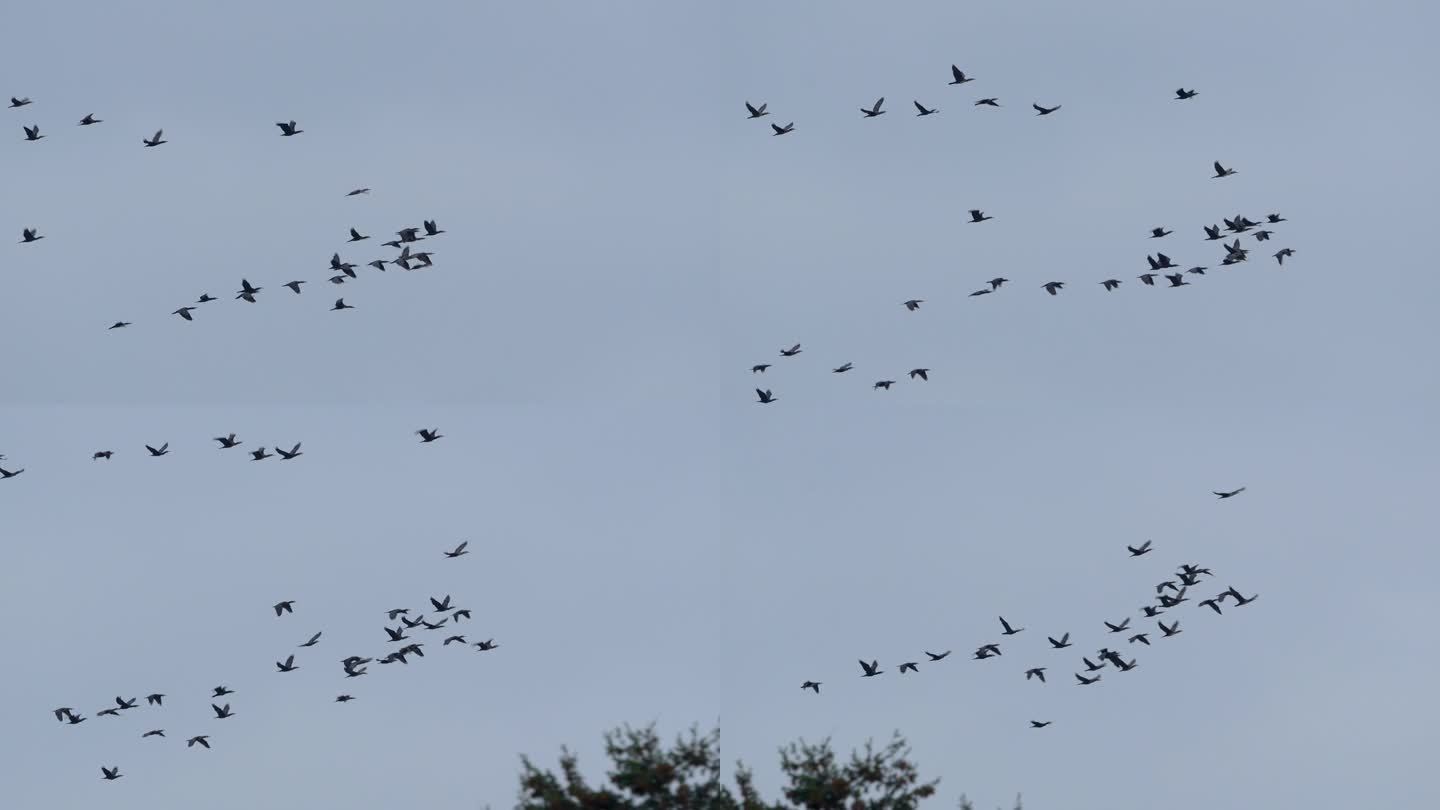 一群鸟在晴朗的天空下列队飞翔。