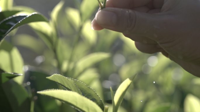 茶叶茶山茶艺茶园普洱采茶茶红茶绿茶春茶茶