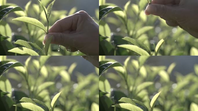 茶叶茶山茶艺茶园普洱采茶茶红茶绿茶春茶茶