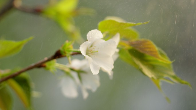 海棠 绿叶 细雨 4