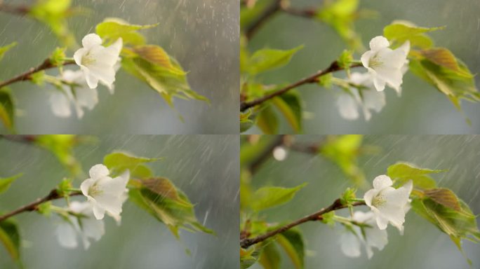 海棠 绿叶 细雨 4