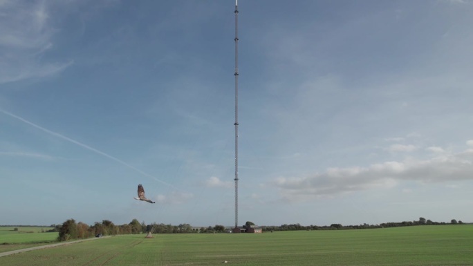 普通的秃鹰猛禽飞过丹麦的田野，背景是广播和电视塔-无人机视图