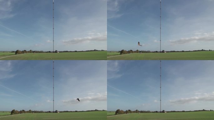 普通的秃鹰猛禽飞过丹麦的田野，背景是广播和电视塔-无人机视图