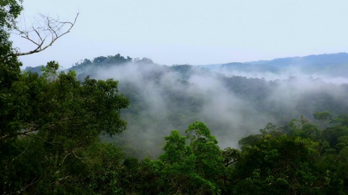 热带雨林鸟瞰图中两棵高大的热带树木的树冠