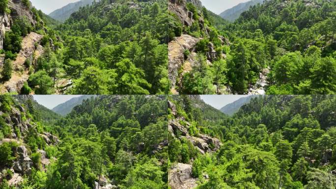 鸟瞰法国科西嘉岛松树丛生的峡谷。科西嘉岛山区的森林