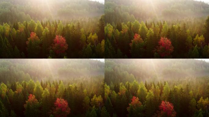 在色彩缤纷的秋天森林上空飞行的航拍画面。鸟瞰图。初秋落叶林的绚丽秋色。欧洲自然。4k ProRes镜