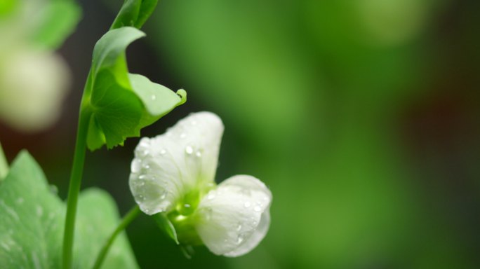 豆角花 绿叶 细雨