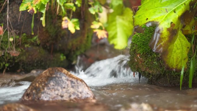 秋天的森林小溪，泛黄的树叶漫过河面，相机向右移动，选择性对焦
