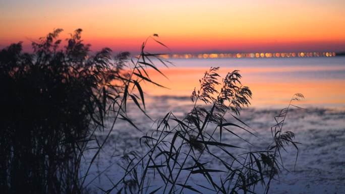 秋冬湖边夕阳下芦苇草丛伤感意境