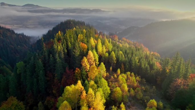 美丽的秋天在山上。在日出时飞过黄色和红色的秋树。绚丽的秋日早晨，雾气弥漫在群山之中。航拍，4K