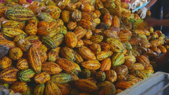 产品可可工厂将大量成熟的可可豆荚或黄色可可果实送到巧克力工厂，收获可可水果农业