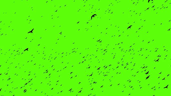 黑色和白色的鸟在绿色屏幕上飞行，剪影鸟动画在绿色屏幕Bg，许多鸟在天空中飞行用于视频效果和项目，鸟在