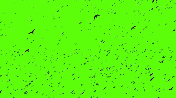 黑色和白色的鸟在绿色屏幕上飞行，剪影鸟动画在绿色屏幕Bg，许多鸟在天空中飞行用于视频效果和项目，鸟在