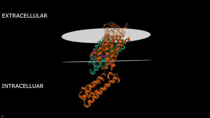 痛感肽-孤啡肽FQ阿片受体与拟态肽复合物的结构(粉色)