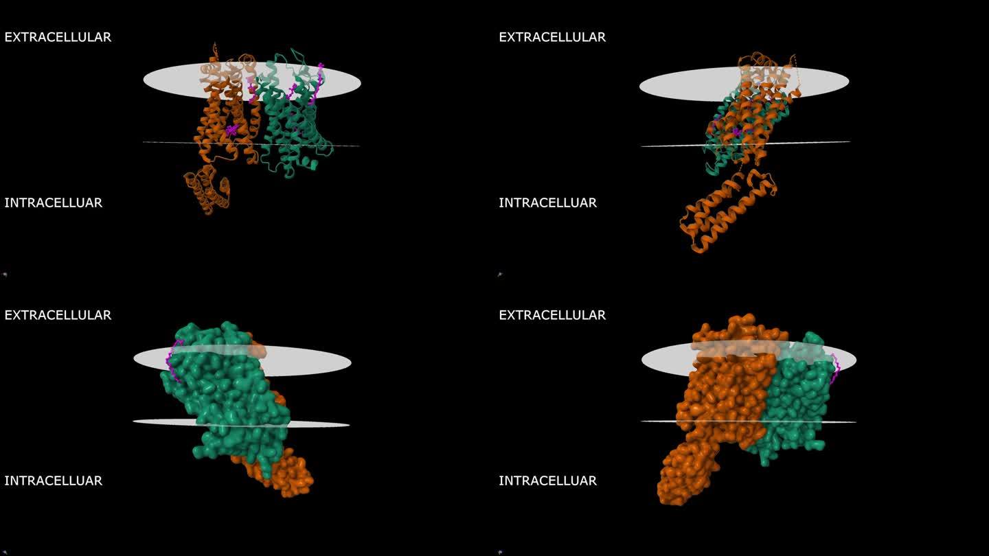 痛感肽-孤啡肽FQ阿片受体与拟态肽复合物的结构(粉色)