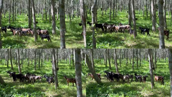 泰国，阳光明媚的一天，橡胶林里成群的山羊