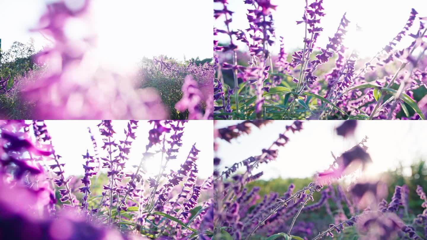 墨西哥鼠尾草紫柳唯美空镜