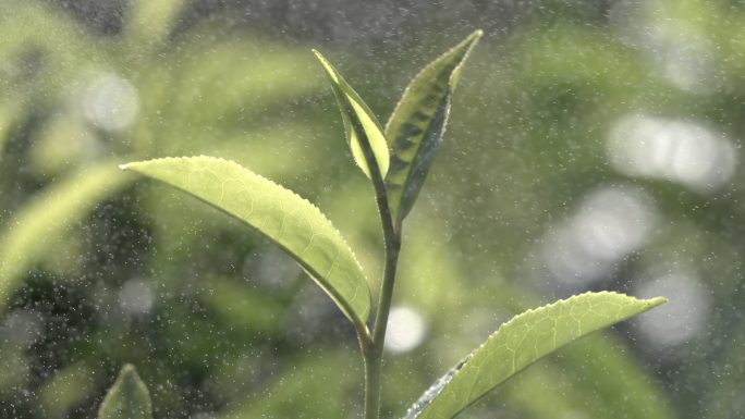 茶叶茶山茶艺茶园普洱采茶茶红茶绿茶春茶茶