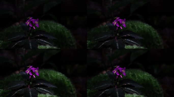 在黑暗的森林深处，阳光照亮了从黑暗到光明的过渡，紫色的野花，紫罗兰色的钩子。f. ex Triana