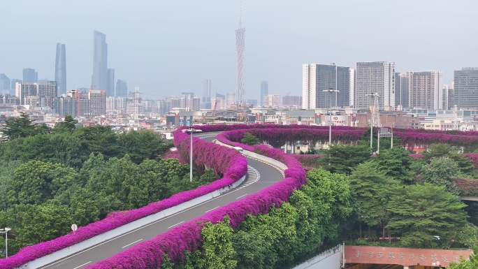 中国广东省广州市东晓南立交三角梅