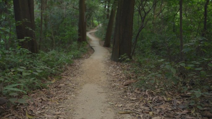 森林里山间道路