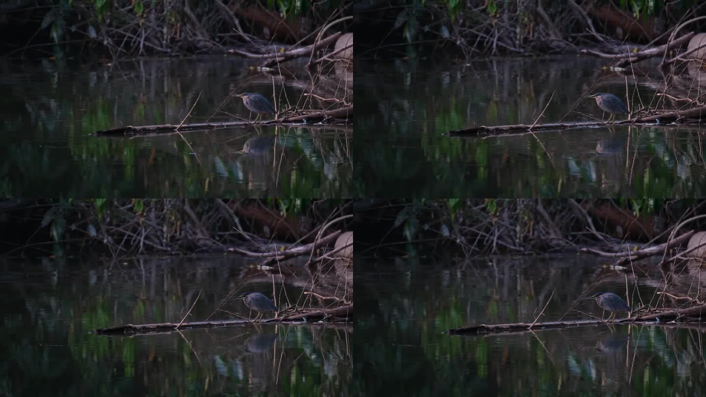泰国，斑纹苍鹭在夜幕降临前准备吃东西，周围的鱼儿跳出水面，邀请它享用大餐