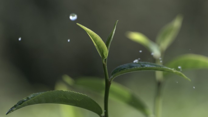 茶叶茶山茶艺茶园普洱采茶茶红茶绿茶春茶茶