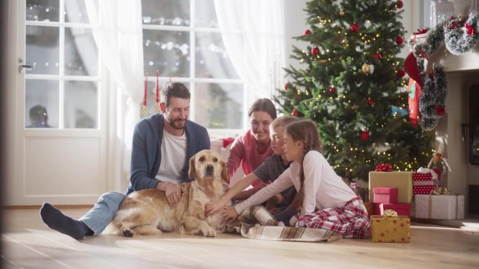 一家人坐在圣诞树旁，抚摸着他们的纯种金毛猎犬的慢动作肖像。可爱的宠物在假期里得到了很多的爱和照顾。家