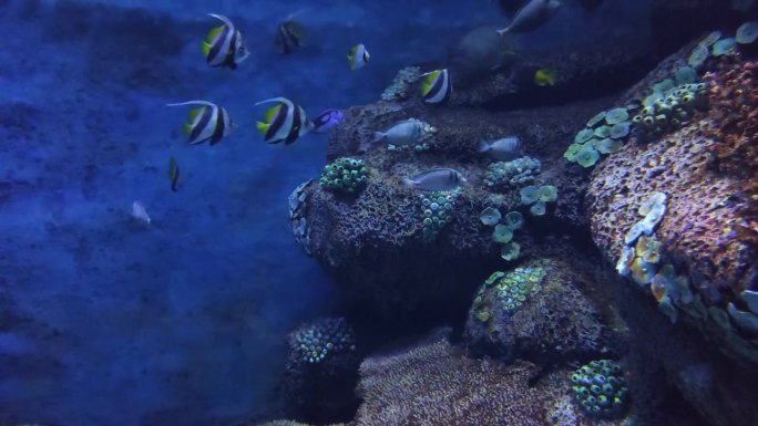在大型水族箱里靠近珊瑚礁游泳的小鱼