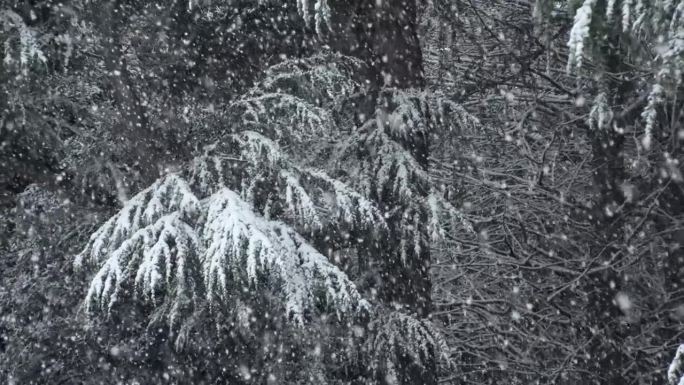 涩谷，东京，日本:代代木公园冬日雪景的慢镜头。