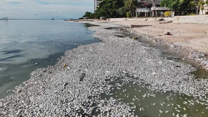 死鱼沿着泰国的海滩排列在海岸线上。