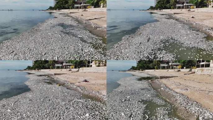 死鱼沿着泰国的海滩排列在海岸线上。