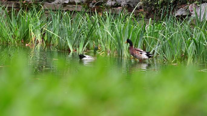 两只鸭子在池塘里踩水觅食游泳嬉戏互啄