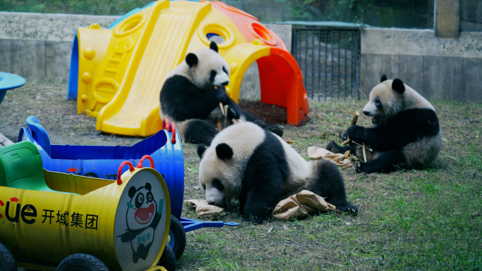 国宝大熊猫小四喜