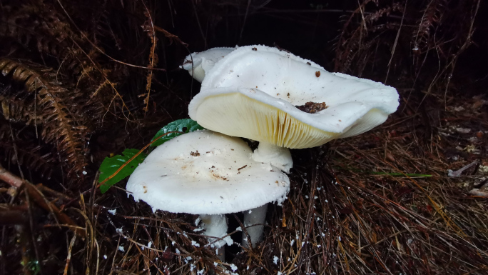 锥磷白鹅膏野生毒蘑菇