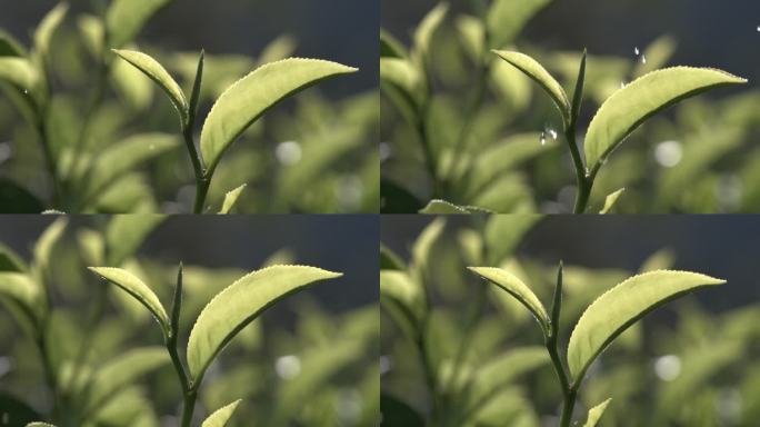 茶叶茶山茶艺茶园普洱采茶茶红茶绿茶春茶茶