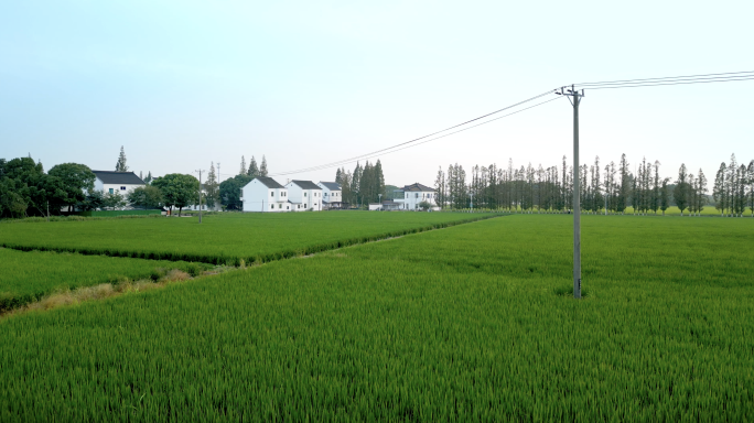 航拍农村稻田乡村风貌