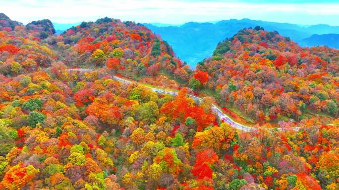 旺苍县光头山红叶