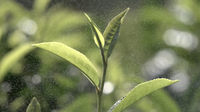 茶叶茶山茶艺茶园普洱采茶茶红茶绿茶春茶茶