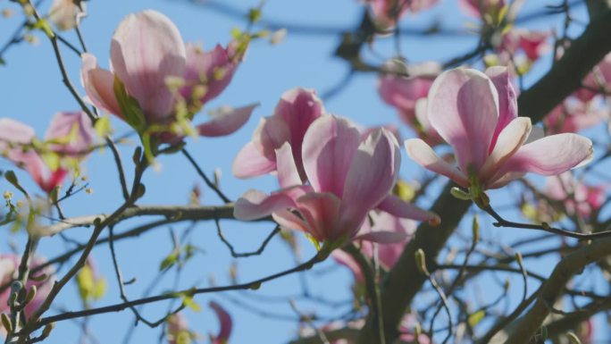 粉红色的玉兰花在蓝色的天空背景。美丽的花朵。美丽盛开的粉红色木兰。关闭了。