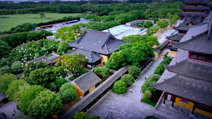 航拍苏州阳澄湖重元寺白鸽群飞