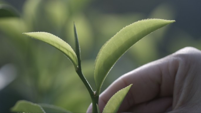 茶叶茶山茶艺茶园普洱采茶茶红茶绿茶春茶茶