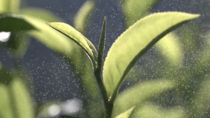 茶叶茶山茶艺茶园普洱采茶茶红茶绿茶春茶茶